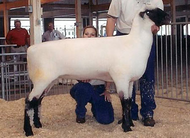 City Limits Winners