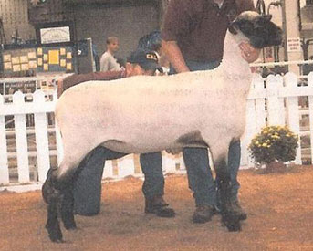 City Limits Winners