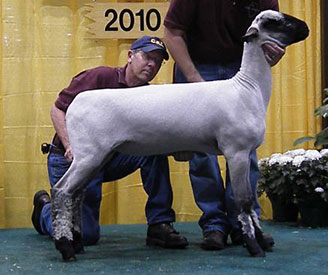 City Limits Winners