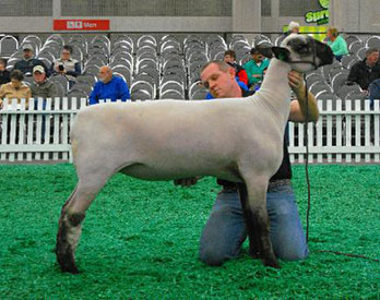 City Limits Winners