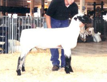 City Limits Winners