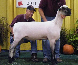 City Limits Winners