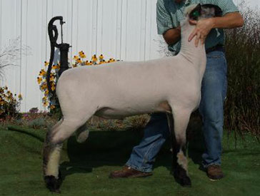 City Limits Winners