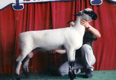 City Limits Winners