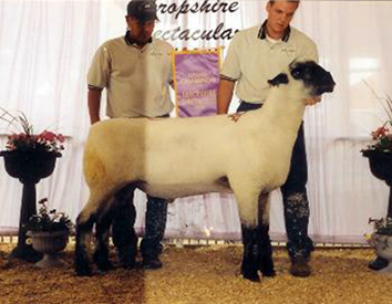 City Limits Winners
