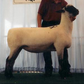 City Limits Winners