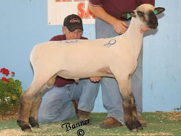 City Limits Winners