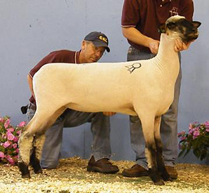 City Limits Winners