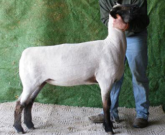 City Limits Winners